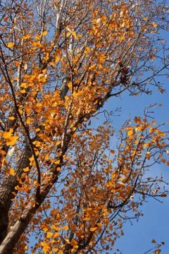 Birch tree Stock Photos