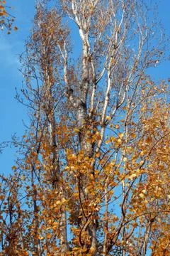 Birch tree Stock Photos