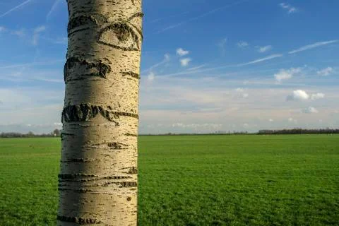 Birch tree Stock Photos