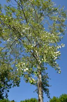 Birch tree Stock Photos
