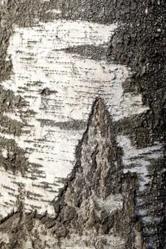 Birch tree Stock Photos