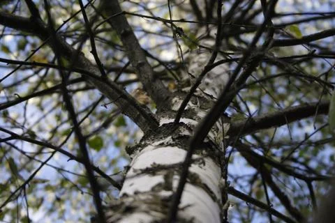 BIRCH-TREE Stock Photos