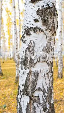 Birch tree Stock Photos