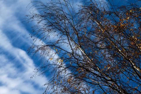 Birch tree Foto stock