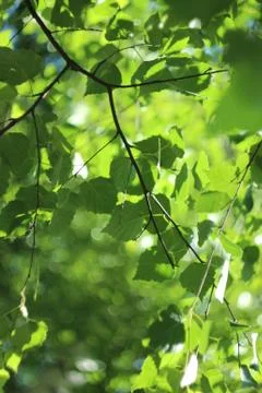 Birch tree Stock Photos