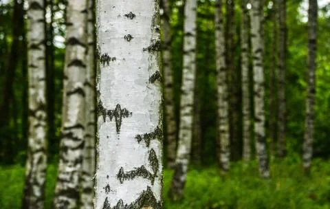 Birch tree 库存照片