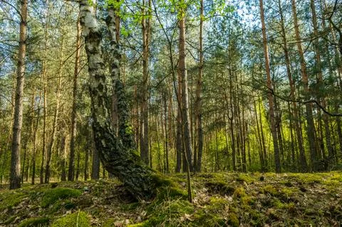  Birch-tree Foto stock