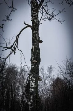 Birch tree Stock Photos