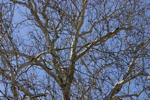 Birch Tree Stock Photos