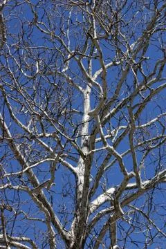 Birch Tree Stock Photos