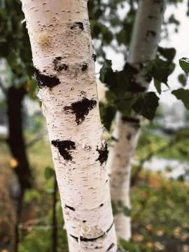 Birch Tree Fotos de archivo