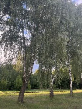 Birch tree Stock Photos