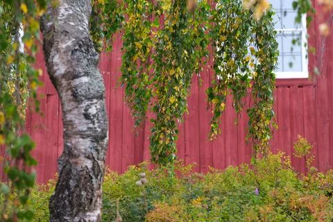 Birch tree Stock Photos