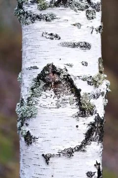 Birch Tree Foto stock