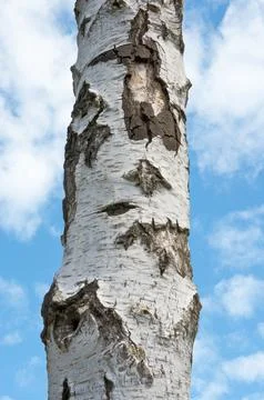 Birch tree Foto stock