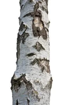 Birch tree Stock Photos
