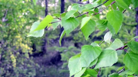 Birch tree pine Stock Footage 58924532