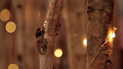 Birch tree rack 2 Stock Footage 79019337