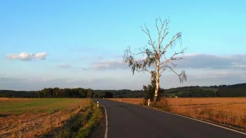 Birch tree by the road Stock Photos