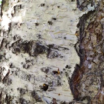 Birch tree rough texture with green moss Stock Photos