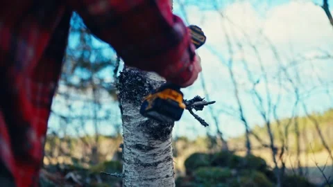 Birch Tree Sap Collection - Hose Tapping Stock Footage 346069639