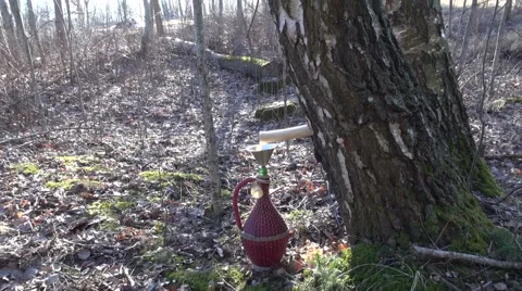 Birch tree sap dripping in decorative red jug Stock Footage 61723393