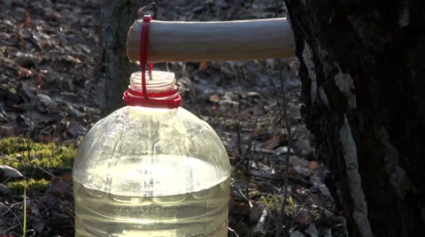 Birch tree sap dripping in plastic bottle through wooden spigot 스톡 동영상 54836883