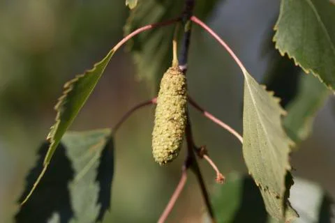 Birch Tree Seed Pod Stock Photos