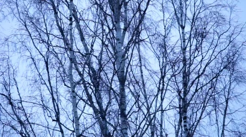 Birch tree shaken by a winter wind Stock Footage