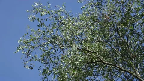 Birch tree silver leaves in the wind Stock Footage 201597607
