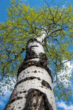Birch tree in the sky Stock Photos
