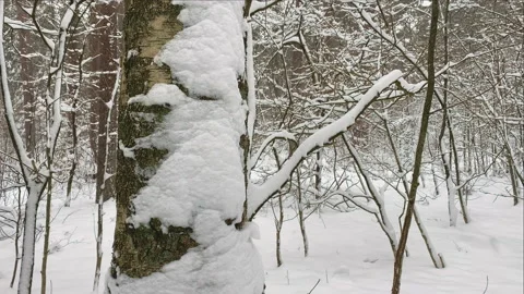 Birch tree with snow at the trunk Stock Footage 209150029