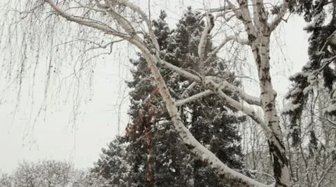 Birch Tree in snowfall. Russian winter. Stock Footage 19955088