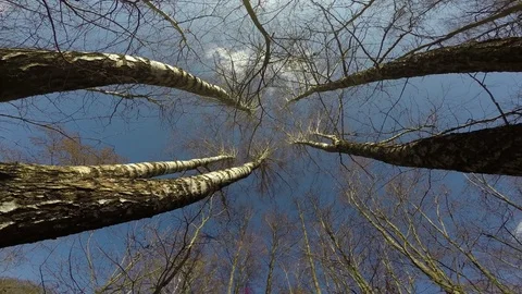 Birch tree in spring forest from beneath and camera rotation, 4K Stock Footage 73607317