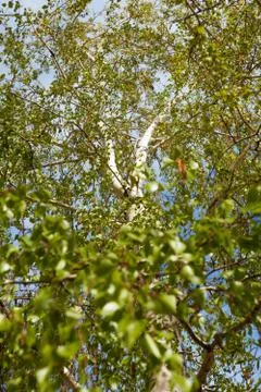 A birch tree in spring Stock Photos