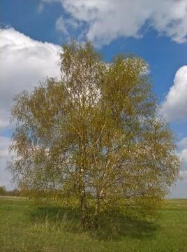 Birch Tree Spring Foto stock