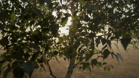 Birch tree standing in misty field during golden hour sunrise Stock Footage 292924267