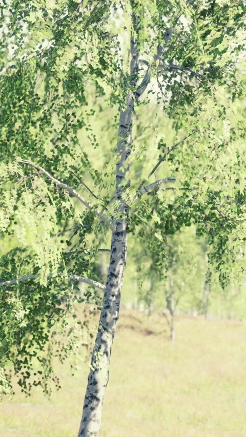 Birch tree standing in a sunny field during summer afternoon Stock Footage 346680432