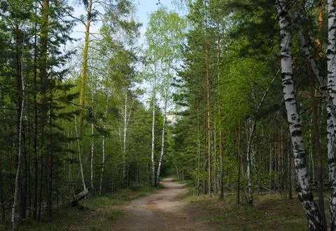 A birch tree stands next to a path in a beautiful green forest Stock-Fotos