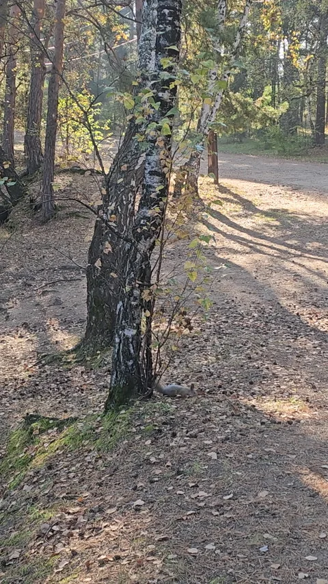 Birch tree stands in quiet forest path Stockbeeldmateriaal 347674111