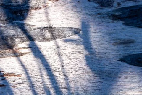 Birch tree stem background with bark. Light and shadows, silhouette of leaves Stock Photos