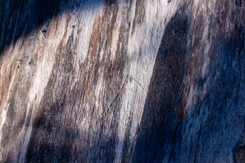 Birch tree stem background with bark. Light and shadows, silhouette of leaves Stock Photos