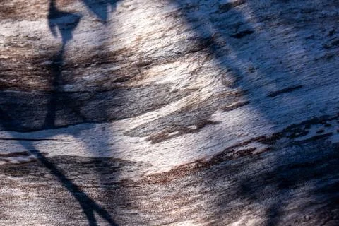 Birch tree stem background with bark. Light and shadows, silhouette of leaves Stock Photos