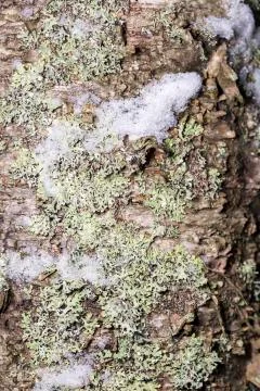 Birch Tree Stem with Snow Stock Photos