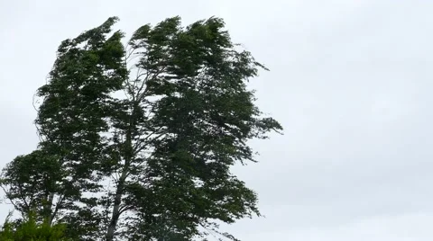 Birch tree in strong wind storm Stock-Footage 67630083