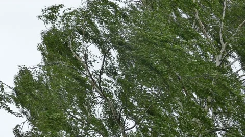 Birch tree in strong wind storm Stock-Footage 67630360