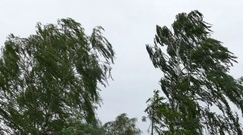 Birch tree in strong wind storm Stock-Footage 67630519