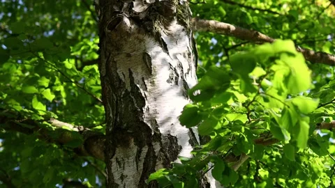 A birch tree in summer 4k 30fps video Stock Footage 263960884
