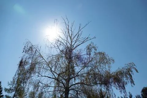 A birch tree in the sunlight Stock Photos