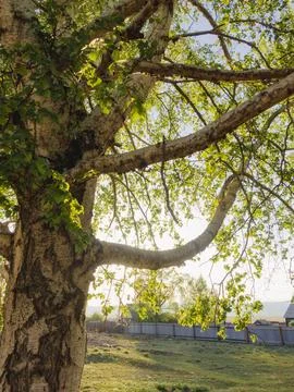 Birch tree in sunset light in the park Stock Photos